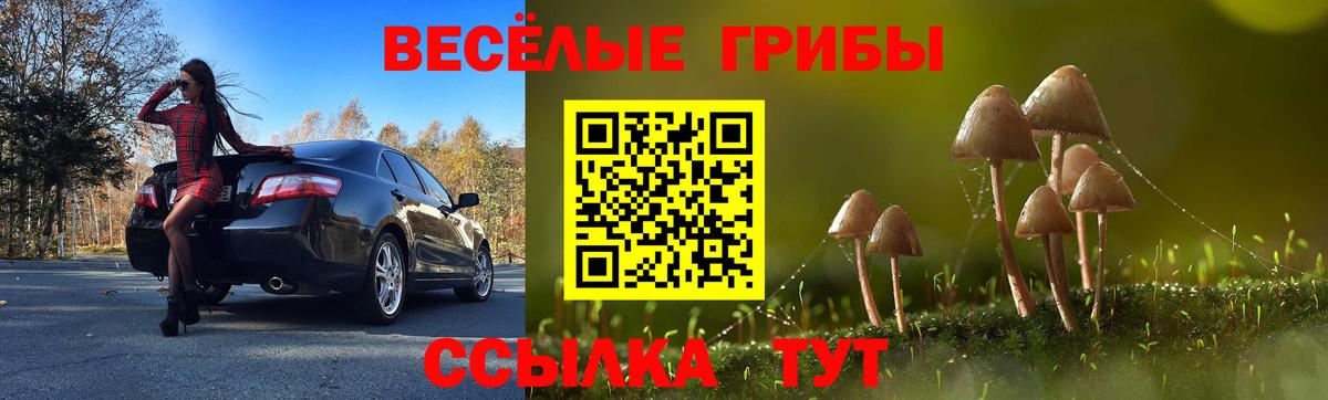 Гай  хочу   Вход с VPN  Псилоцибиновые грибы Psilocybine cubensis 